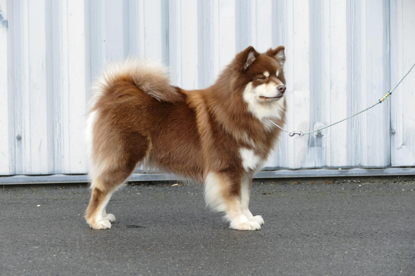 CH. Aegirsson Rainbow phoebe