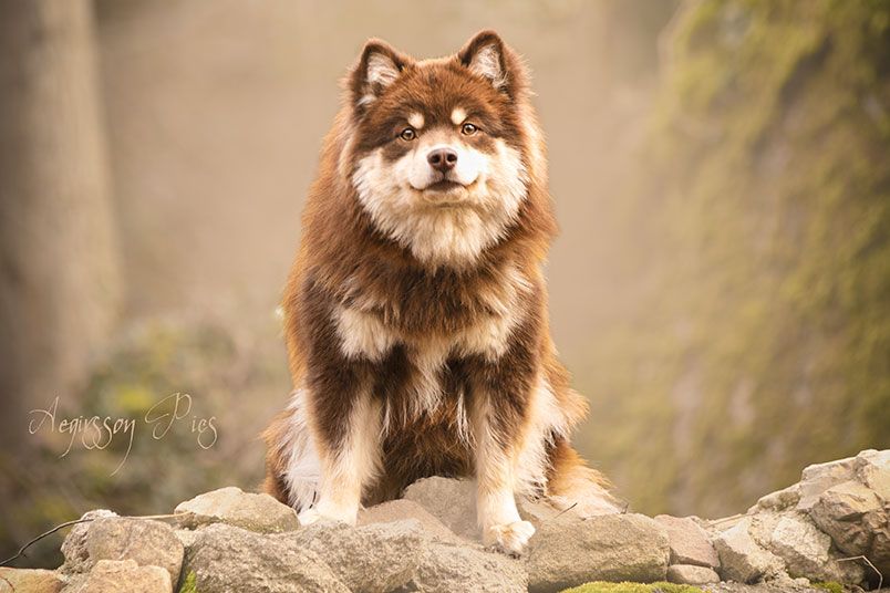 CH. Aegirsson Rainbow phoebe