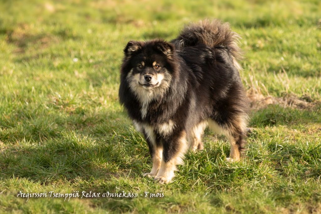 CH. Aegirsson Tsemppiä relax