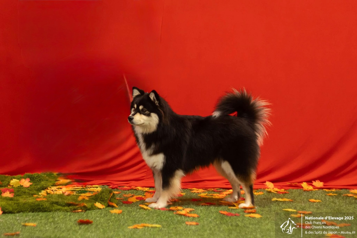 CH. Aegirsson Unicorn s Vibe