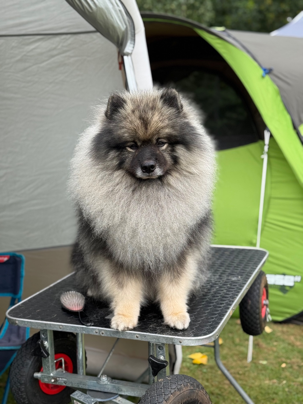 CH. Aragorn Elessar El Fiyskiy Berill (Sans Affixe)