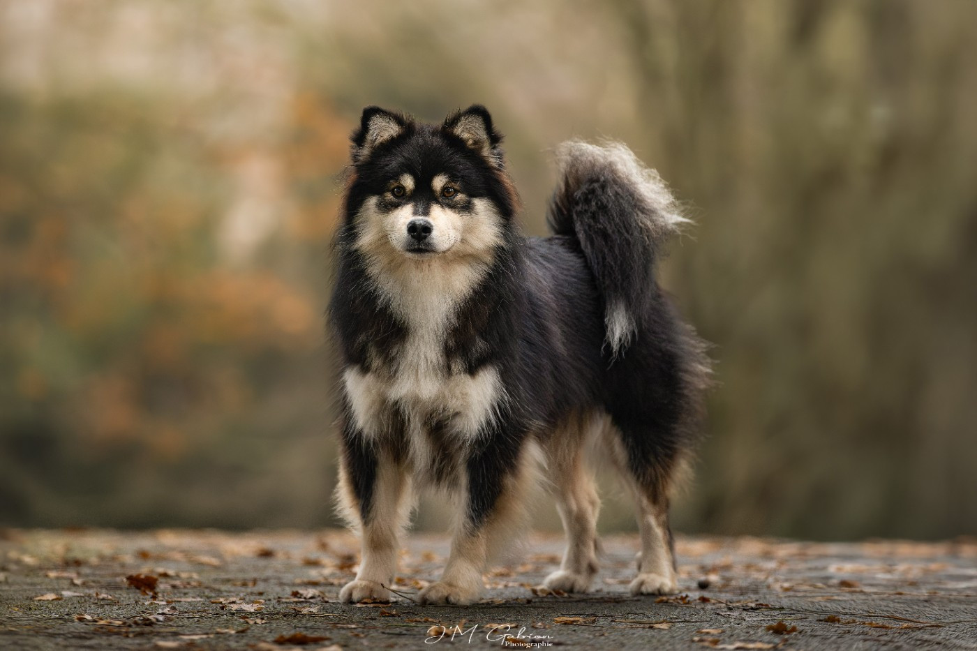 CH. Aegirsson Unicorn s Vibe