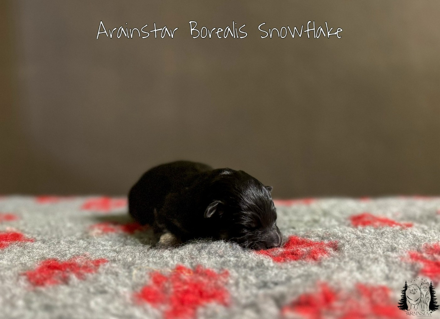 ARAINSTAR - Chien finnois de Laponie - Portée née le 11/01/2026