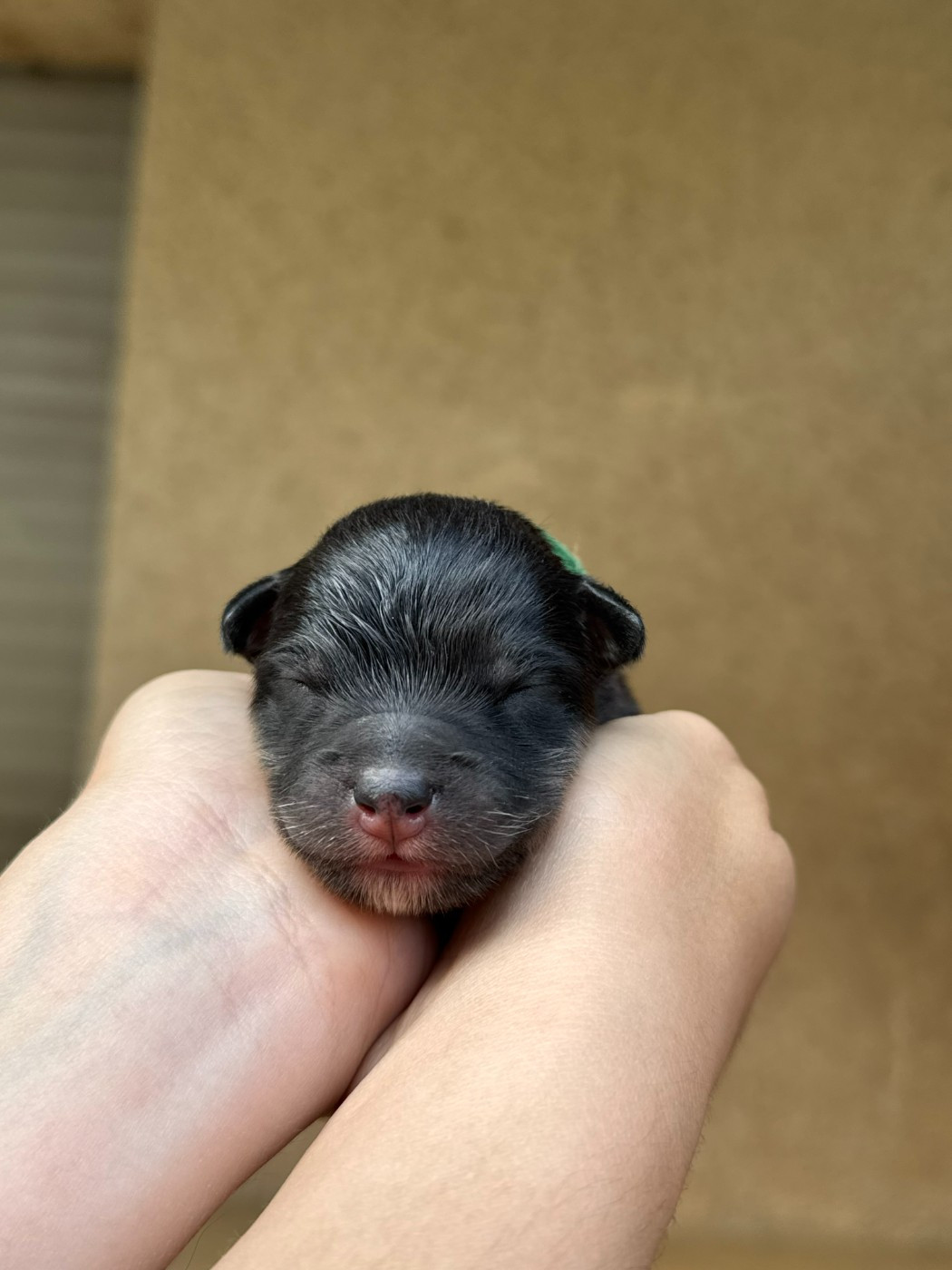 ARAINSTAR - Chiots disponibles - Chien finnois de Laponie