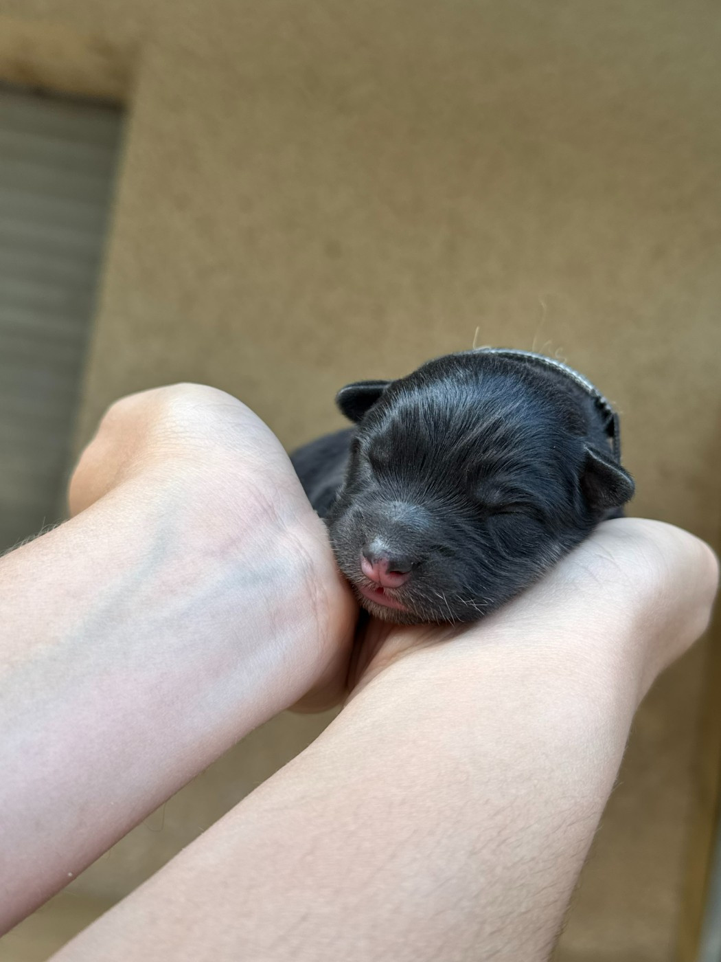ARAINSTAR - Chiots disponibles - Chien finnois de Laponie