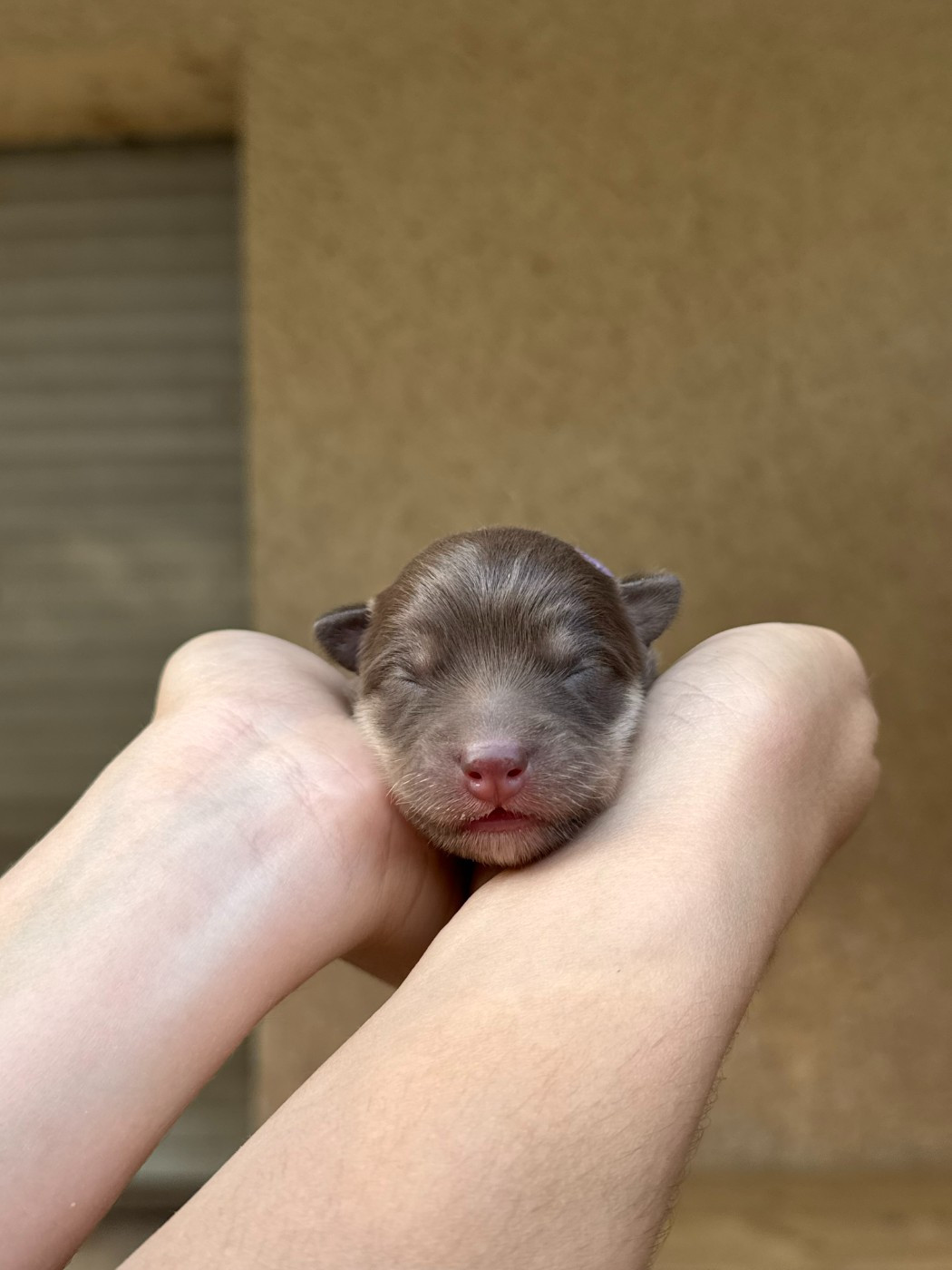 ARAINSTAR - Chiots disponibles - Chien finnois de Laponie