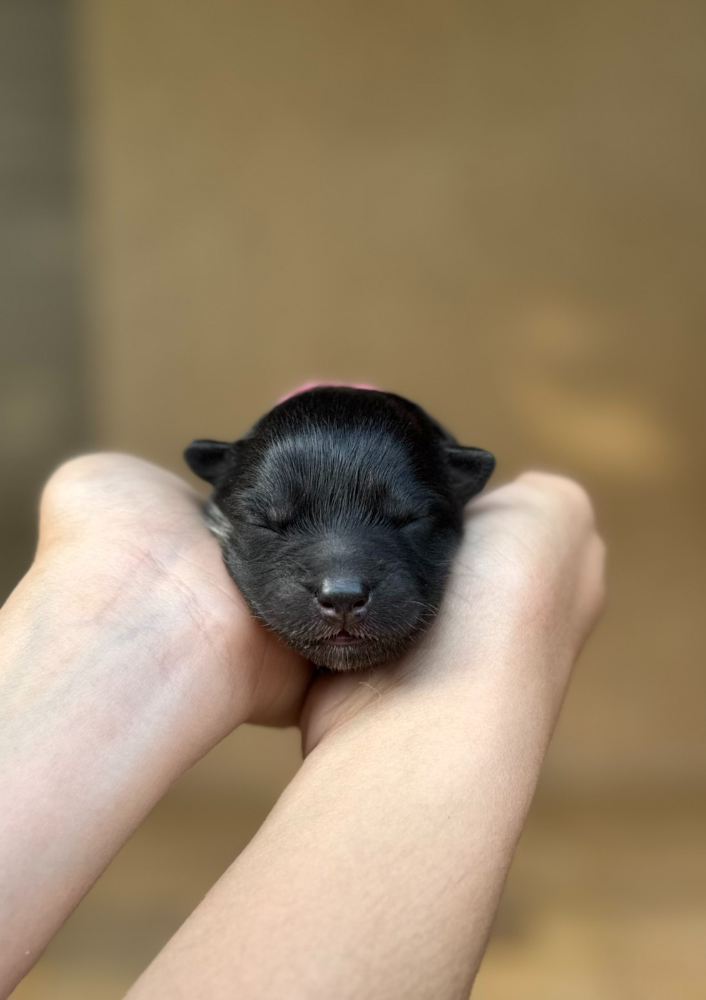 ARAINSTAR - Chiots disponibles - Chien finnois de Laponie