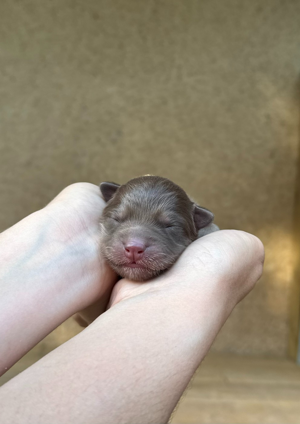 ARAINSTAR - Chiots disponibles - Chien finnois de Laponie